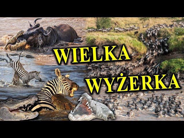 Pędzą w Szczęki Śmierci - Wielka Migracja - Krwawy Spektakl Natury