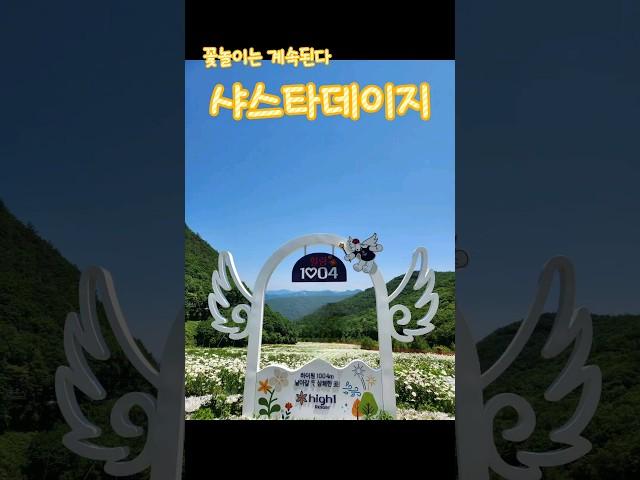 6월 정선으로 떠나는 이유 샤스타데이지가 기다려 설명은 댓글에  #강원도여행 #정선여행 #샤스타데이지 #데이지꽃 #벚꽃엔딩 #여행지추천