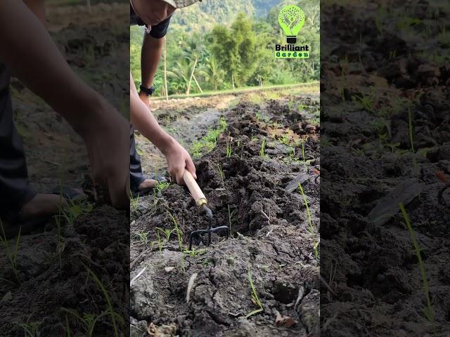 Alat Mini Sederhana Bisa di Gunakan Untuk Berbagai Keperluan di Kebun - Alat Pertanian Unik #shorts