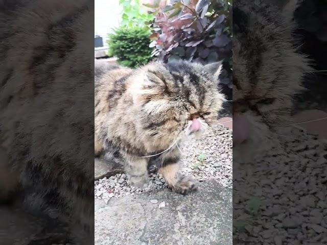 Moms Home.  #helpingothers #catshorts #funnyshorts #bubhub #catadventures #catvideos #catlife #cat