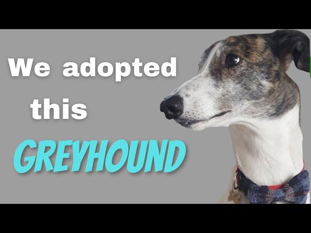 We adopted this Greyhound