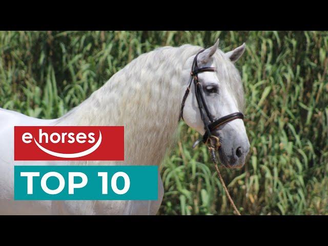 Top Ten PRE Horses (Pura Raza Espanola)