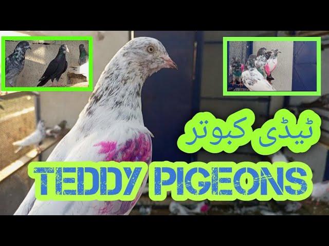 High flying Pigeons|Teddy pigeons|Jhelum|Aviary 2.0|