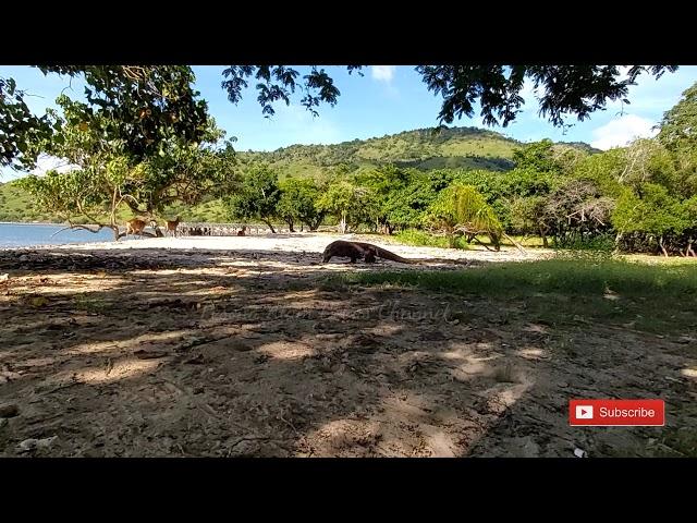 Komodo Dragons Seeking Opportunities To Bite Prey#toppredator