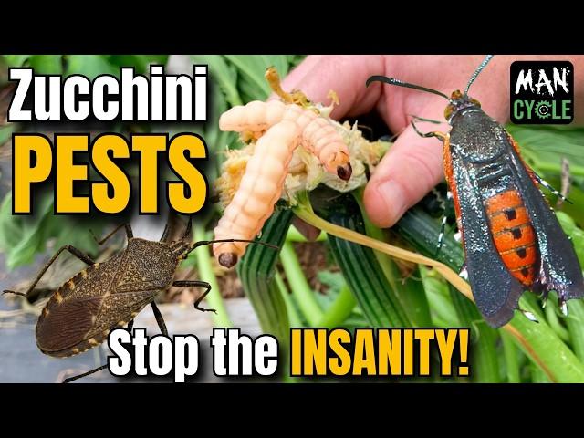 ORGANIC Zucchini PEST Control against SQUASH BUGS and VINE BORERS!