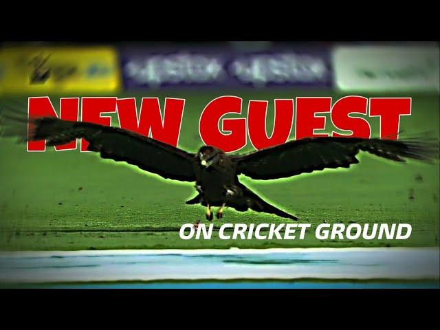 Eagle Arrive During RCB VS LSG 2023