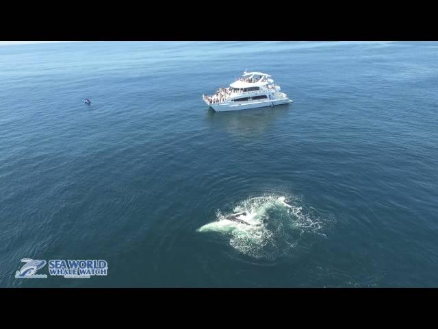 Amazing aerial view of humpback whales on the Gold Coast from Sea World Whale Watch