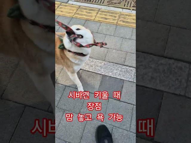 시바견 키울 때 장점 마음 놓고 욕 가능 #dogs #강아지 #shibai #시바견장점