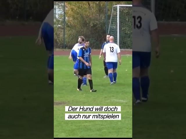 Der Hund     #kreisligafußball #kreisliga #kreisligafussball #kreisligalegenden #kreisligamomente