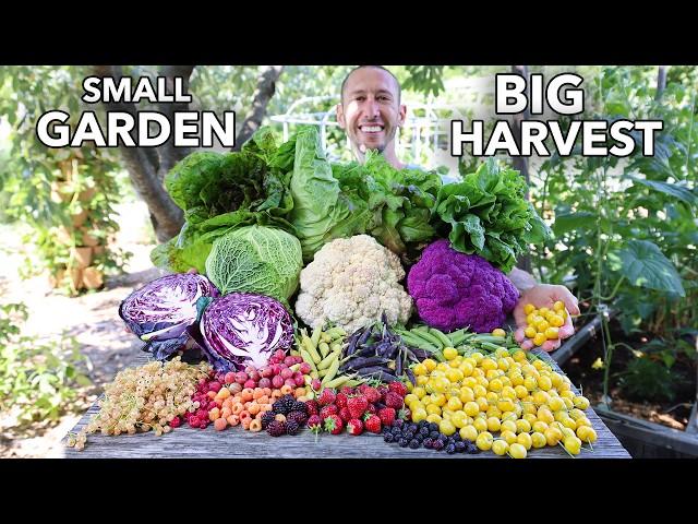 Amazing Garden Harvest on 1/9th an Acre, This is Organic Gardening