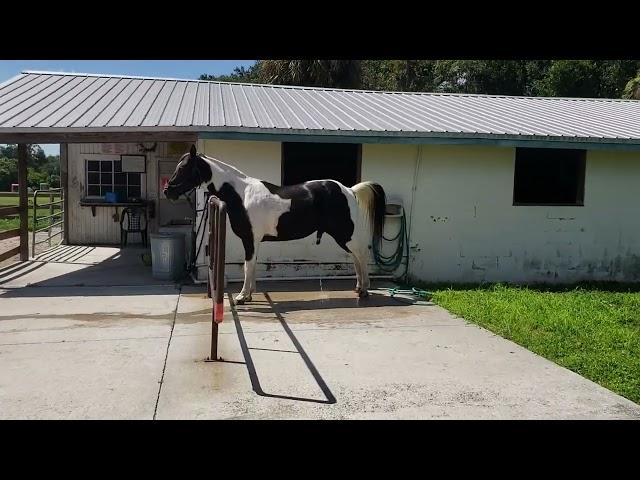 Happy Horse after his first sheath cleaning! A big bean removed