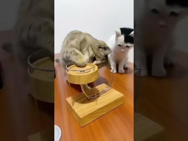 Funny Cat Funny Activity, Most Funny Cute Cat  #shorts  #ytshorts  #funny  #naturcure