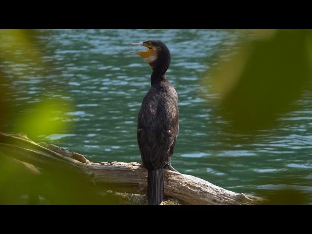 The bird is screaming on the river bank. Bittern. Выпь ( Video Background Stock Footage Free )