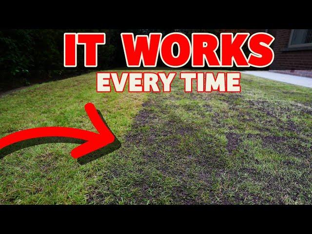 The secret to a thick lawn starts here // Beginner lawn care tricks