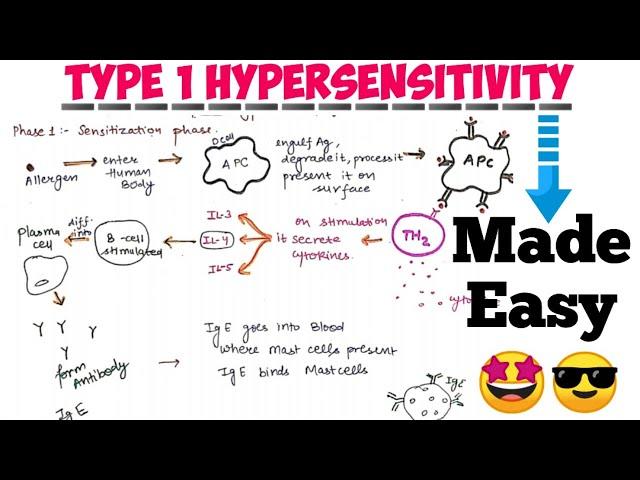 Hypersensitivity type 1 || Types of hypersensitivity#immunology #notes 