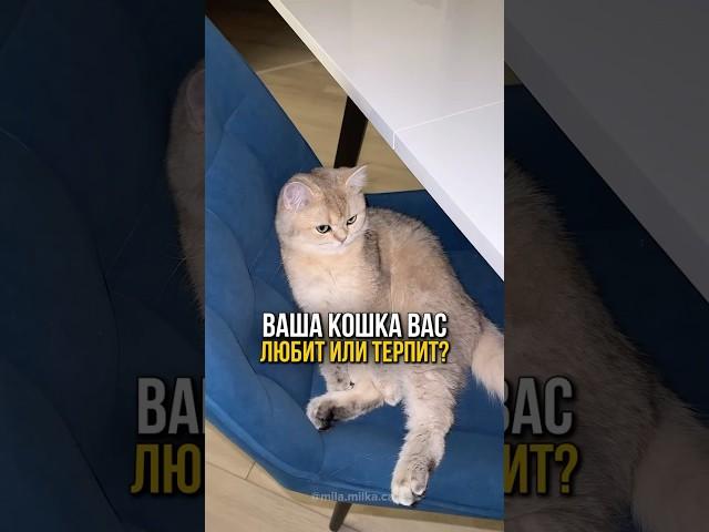 Ваша кошка любит вас или просто терпит?  #котенок #кот #кошечка #котики