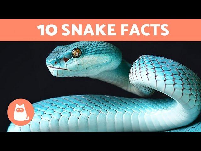 10 SNAKE FACTS You DID NOT Know  Fun Snake Facts