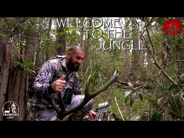 WELCOME TO THE JUNGLE _ RED DEER - WILDLIFE - 4K - ZAHUNTERS DIARIES