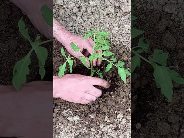 Growing Tomatoes is Easy | How to Grow Tomatoes from Seed