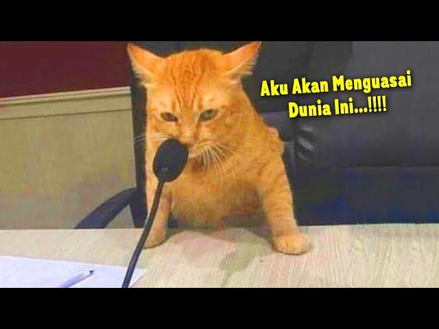 MOMEN KETIKA KUCING OREN PINTAR INGIN MENGUASAI DUNIA ~ Kucing Lucu Bikin Ngakak