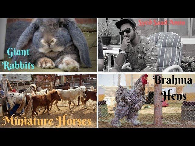 World's Smallest Miniature Horses | largest giant rabbits and Brahma Hens