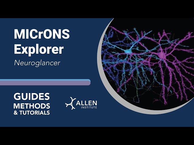 MICrONS Neuroglancer | Tutorial