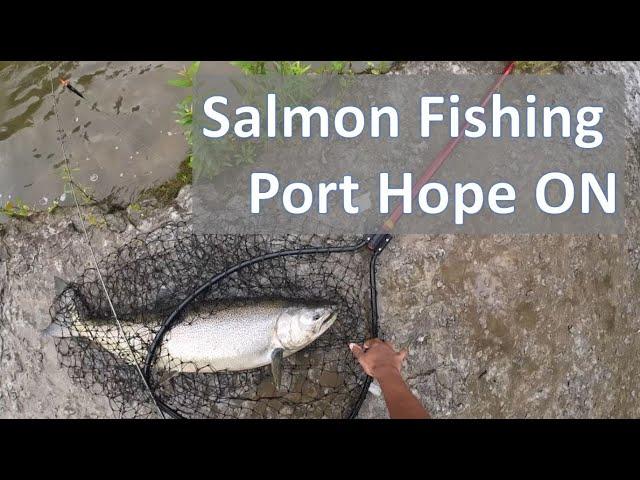 Chinook Salmon fishing in Port Hope 2024 - How to get your butt kicked by fish!