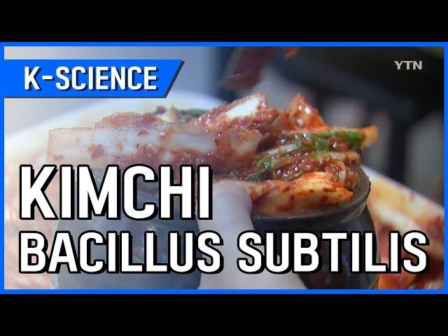 Kimchi Full of Bacillus Subtilis [K-SCIENCE] / YTN KOREAN