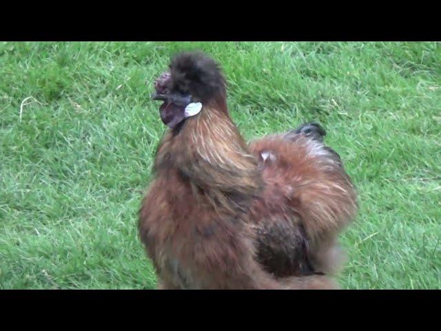 My neighbor's badass rooster. His name is Pidgey.