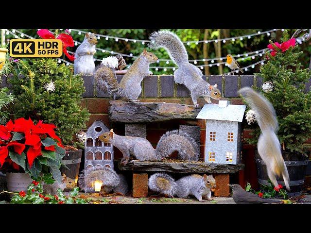 [NO ADS] Cat TV for Cats to Watch  Birds & Squirrels at Christmas ️️ Bird Videos & Cat Games