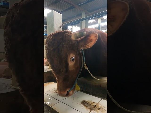 Sapi Qurban Ekonomis Di Jakarta " Berkah Mandiri Farm "