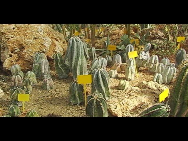 Jardín botánico de cactus y otras suculentas de Casarabonela