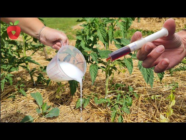 Just one drop is enough to save tomatoes from downy mildew!