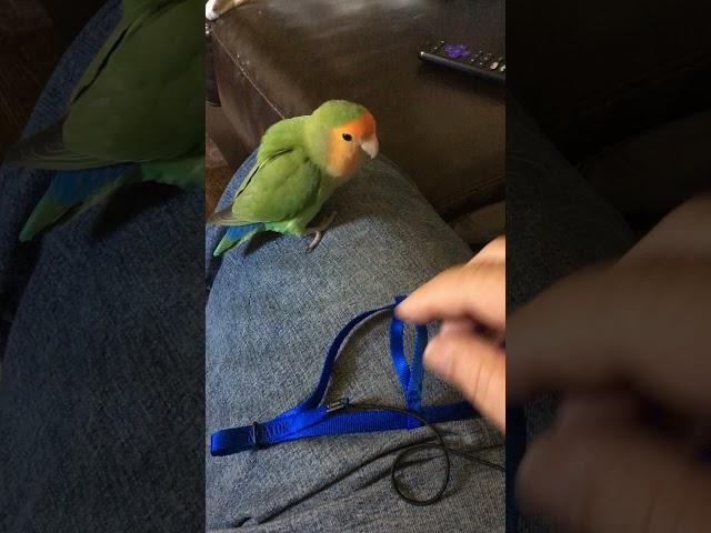 Lovebird meeting new Aviator Bird Harness