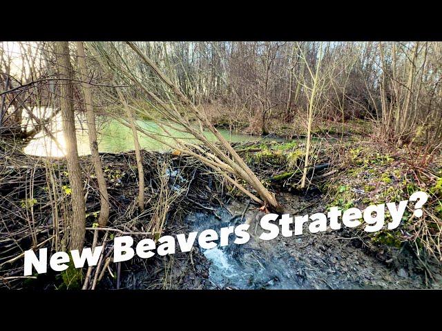 Beaver Dam Removal || Drained Over 1 Meter Of The Water!