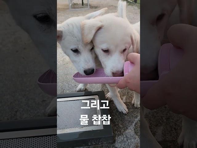 쿠키처럼 행복하개 - 목마른 꼬물이들️ #유기견입양 #세상에하나뿐인너 #산책봉사 #코코쉼터