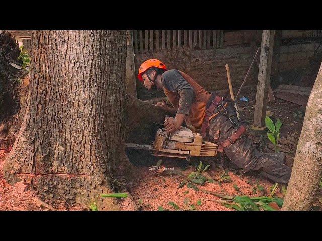 Conquest of 2 red mahogany trees near the house