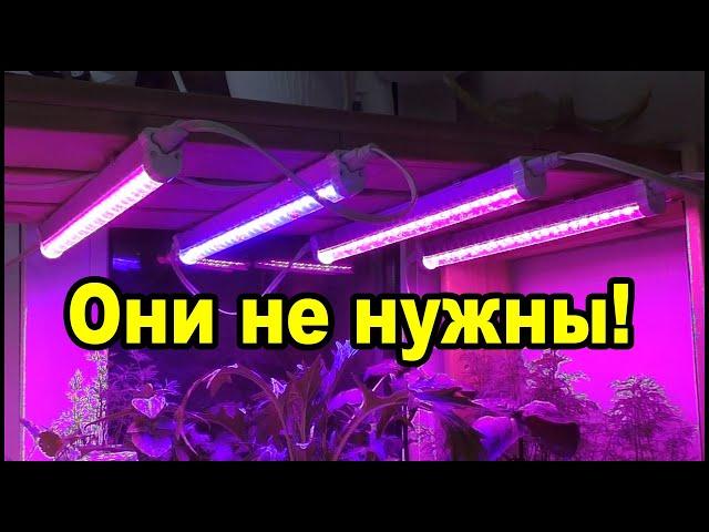 Фитолампы для рассады вам не нужны!