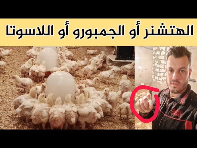 تحصينات الفراخ البيضاء الهتشنر و الجمبورو و اللاسوتا بطريقه علميه