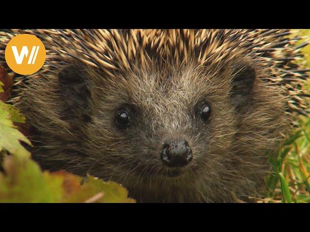 Ein Schlafplatz für den Igel - Vorbereitung für den Winterschlaf der Gartenbewohner