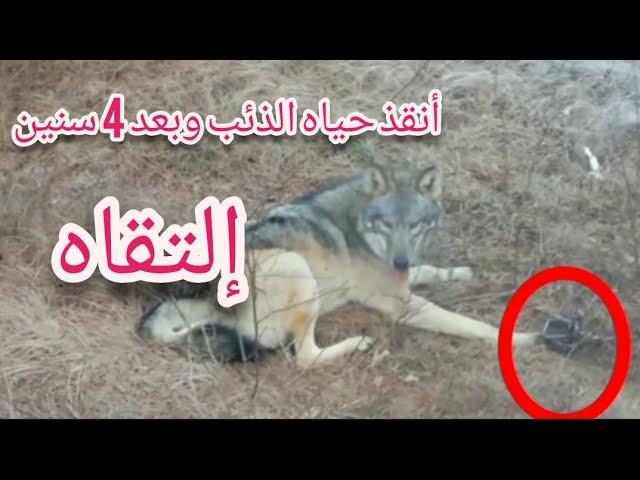 مسافر أنقذ حياه ذئب .. وبعد 4 سنوات إلتقيا وكانت المفاجأة