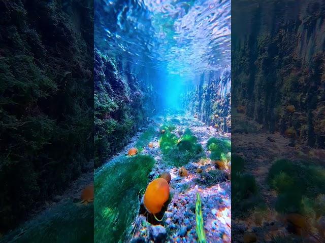 iPhone 16 Pro Max Underwater Photography #iphone #ios #iphone16 #foryou