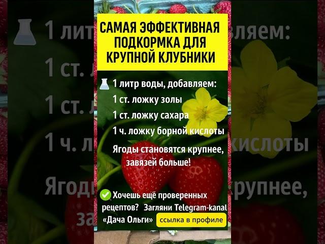 САМАЯ ЭФФЕКТИВНАЯ ПОДКОРМКА для крупной клубники #выращиваниеклубники #подкормкарассады #удобрения