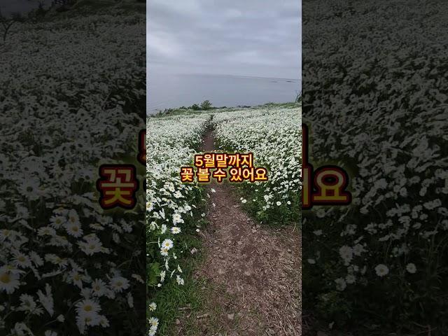 샤스타 데이지 명소 부안 데이지 변산마실길 2코스 실시간 #샤스타데이지 #데이지 #데이지꽃 #부안데이지 #변산데이지 #부안마실길데이지 #변산마실길데이지