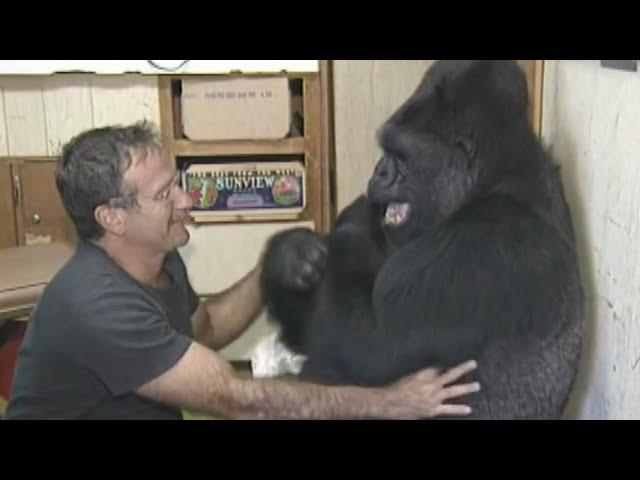 Koko the Gorilla's Best Moments: From Sign Language to Meeting Mister Rogers