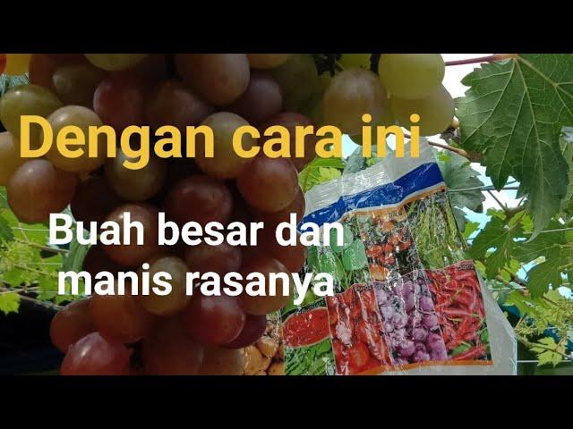 Caranya pemupukan pada tanaman anggur yg sedang berbuah. @petanihidroponikcomal.2756