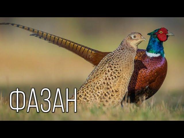 Pheasant: Feathers of luxury. The Grace and Beauty of Pheasants | Interesting facts about pheasants