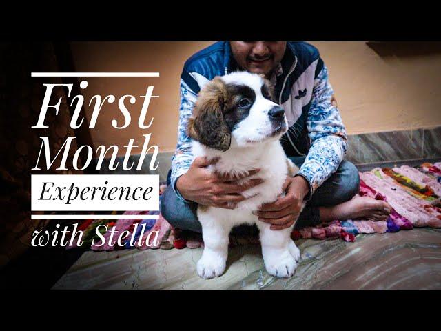 First month Experience with Stella | Saint Bernard Puppy | & Cute Photos |