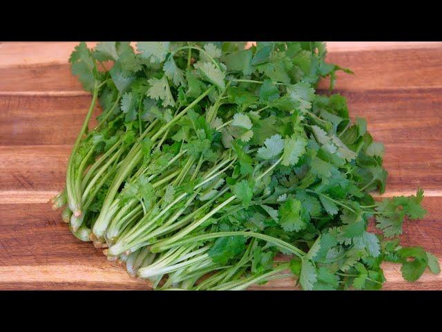 How to Preserve Cilantro (Stays Good for 5 Months)