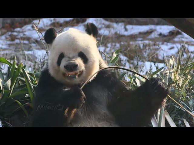 The most special panda - Meng Er